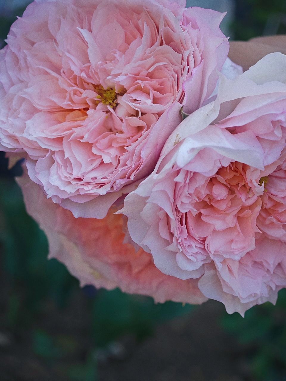 耐热极好的仙女月季莫妮卡·戴维春花来了 莫妮卡戴维月季是由美国