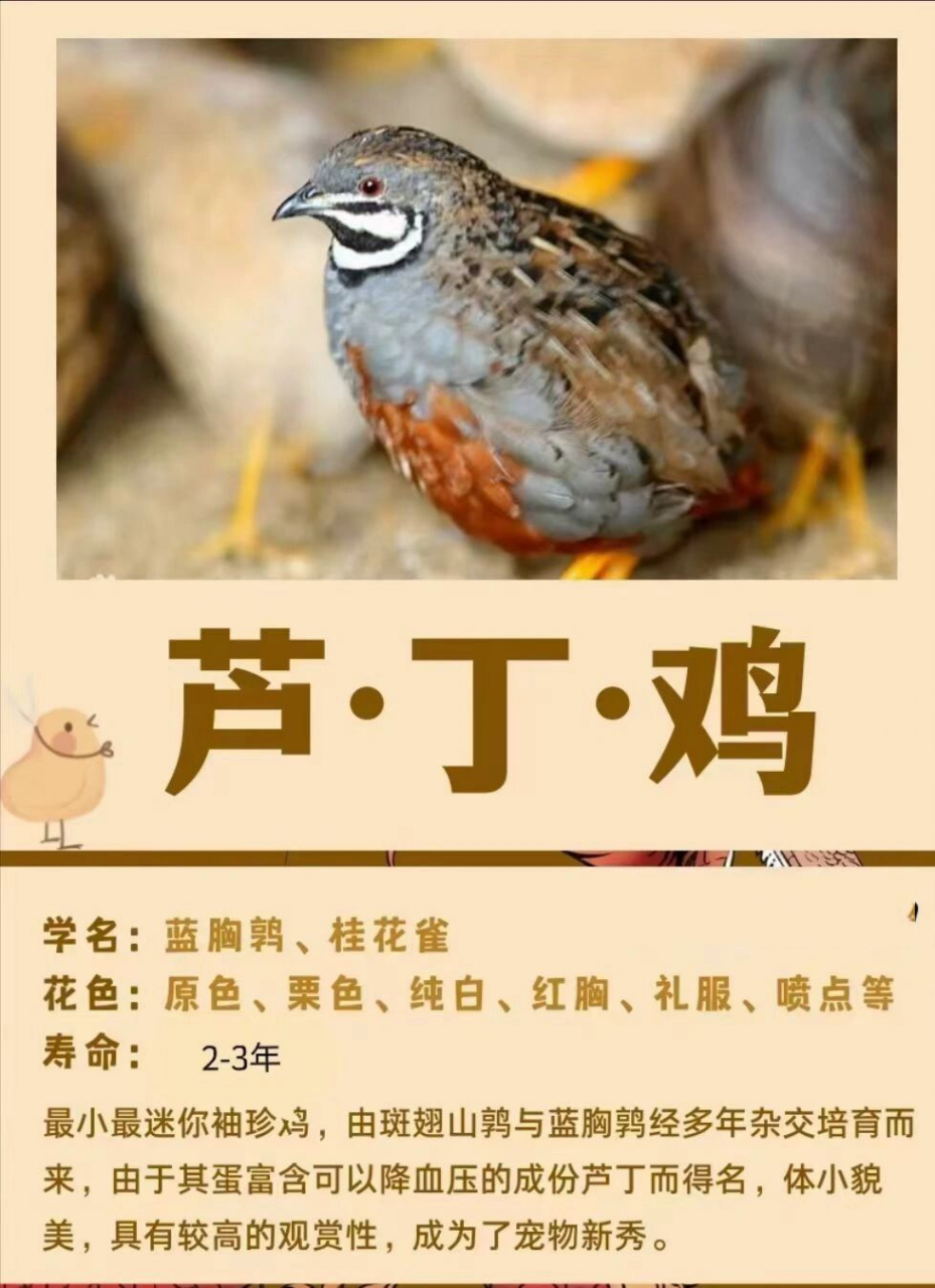 芦丁鸡是什么04 带大家了解一下全世界最小的鸡90 芦丁鸡,因体内