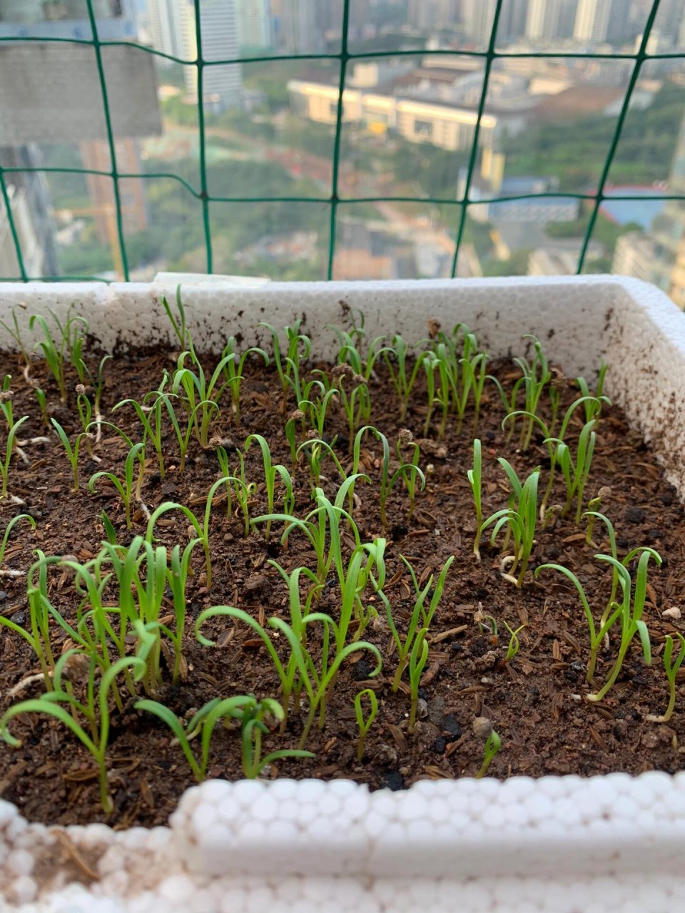 雨后,势如破竹的菠菜苗 买豌豆种子送的菠菜种子,在国庆节前种下.