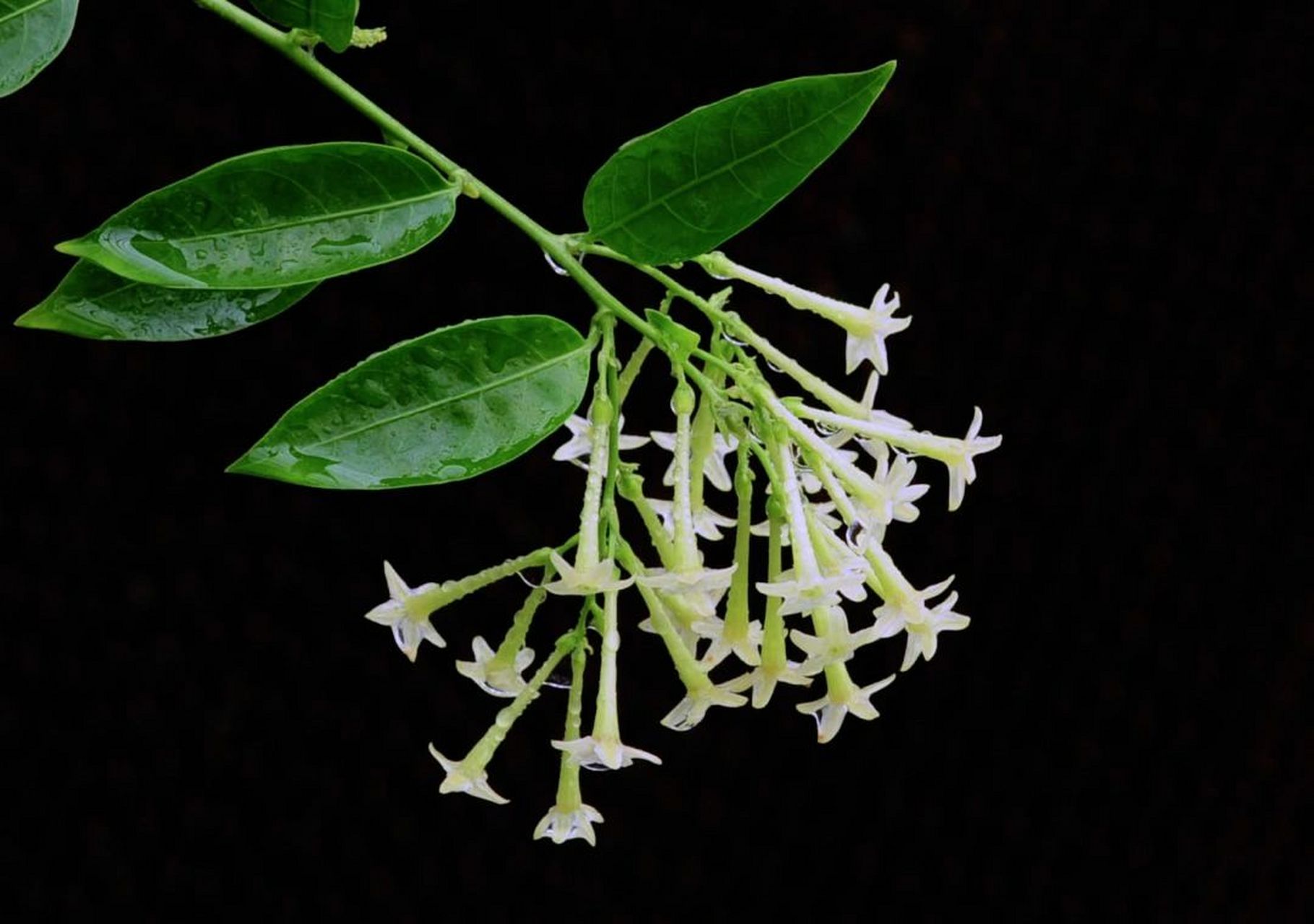 夜香树,又名夜来香.