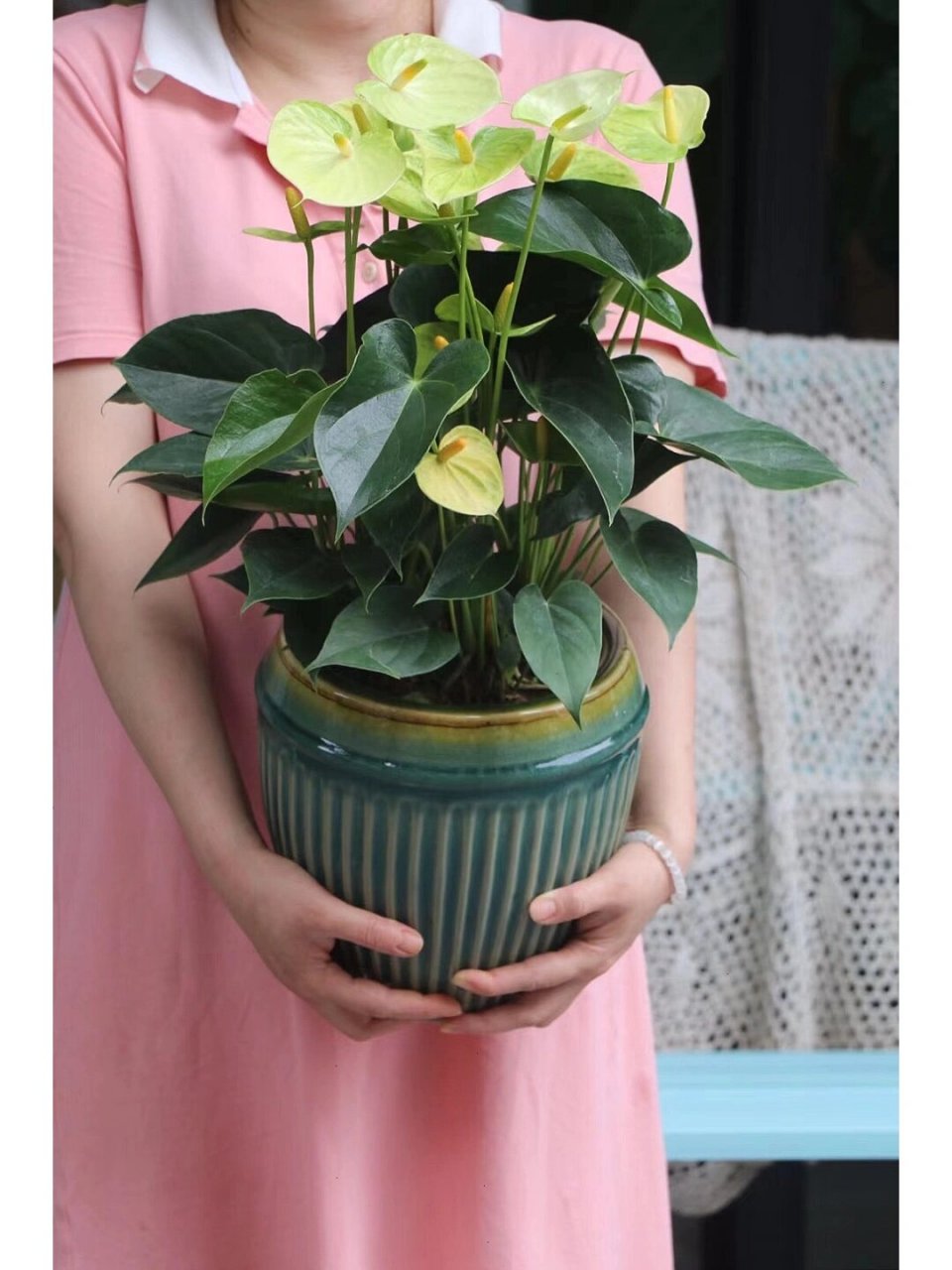 彩掌 也叫鹅掌花,非常适合室内养护的开花植物 不需要阳光直射,保持