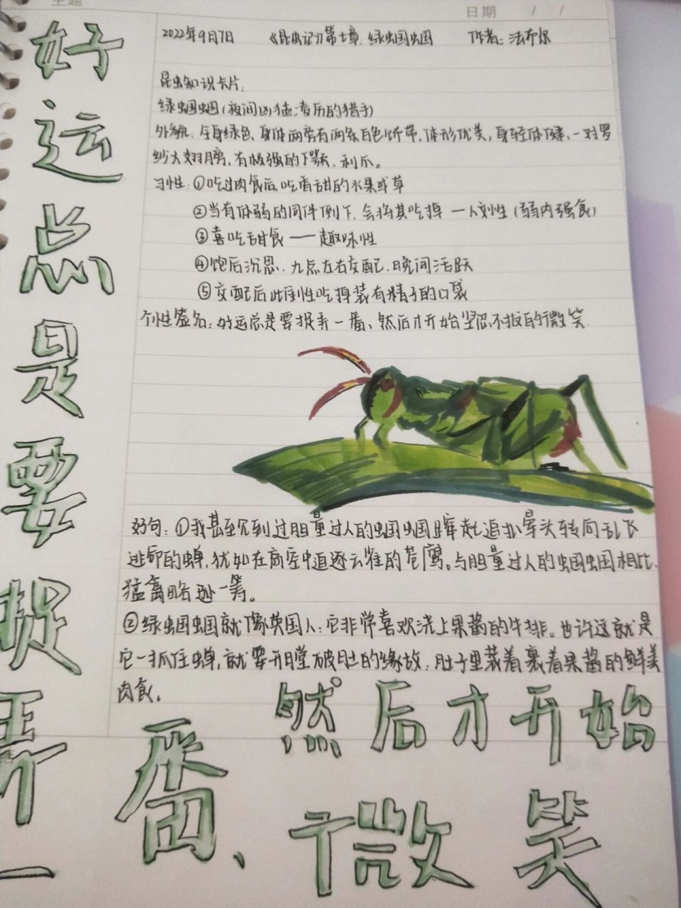 绿螽斯昆虫记图片