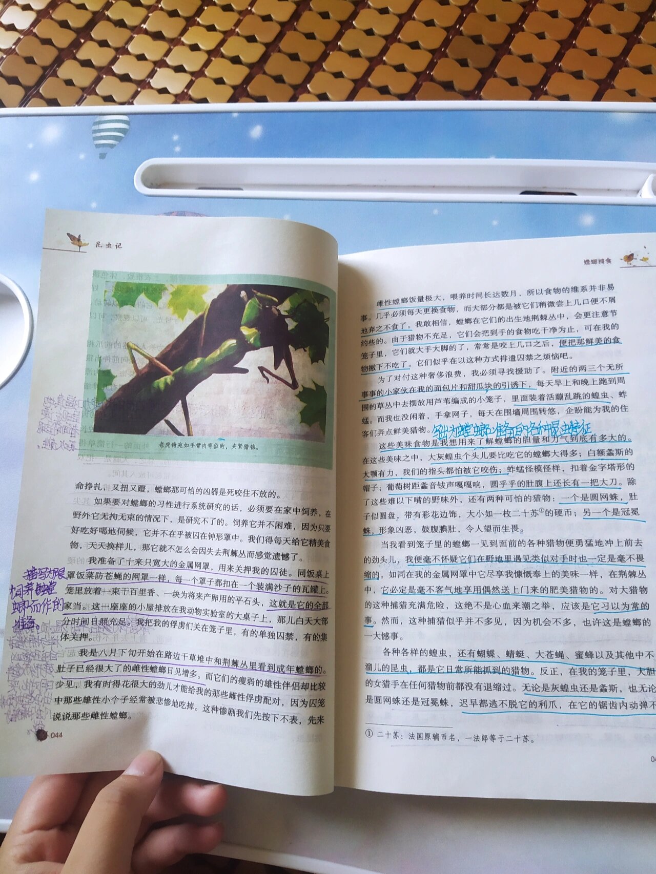 《昆虫记》～螳螂捕食读书批注