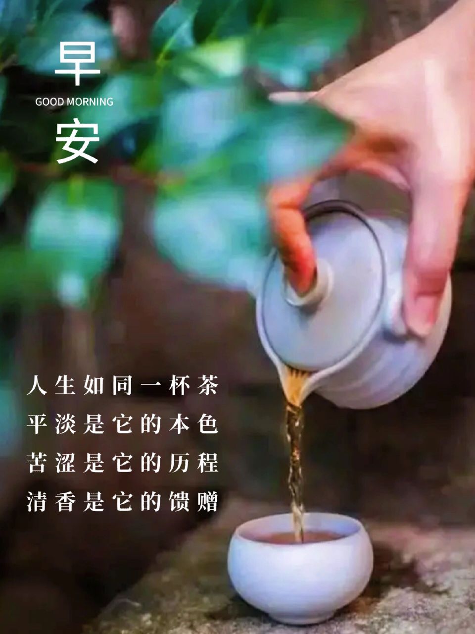早安图|日签海报|朋友圈美学 人生如同一杯茶, 平淡是它的本色, 苦涩