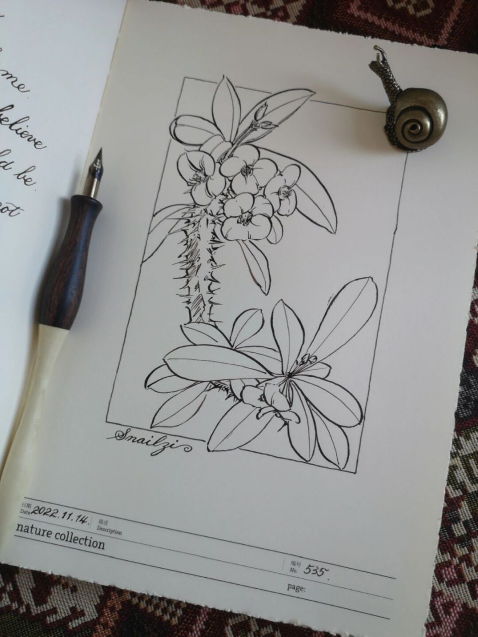 虎刺梅 一种集柔弱与坚毅于一身的植物 #画画# #虎刺梅# #画画的日常