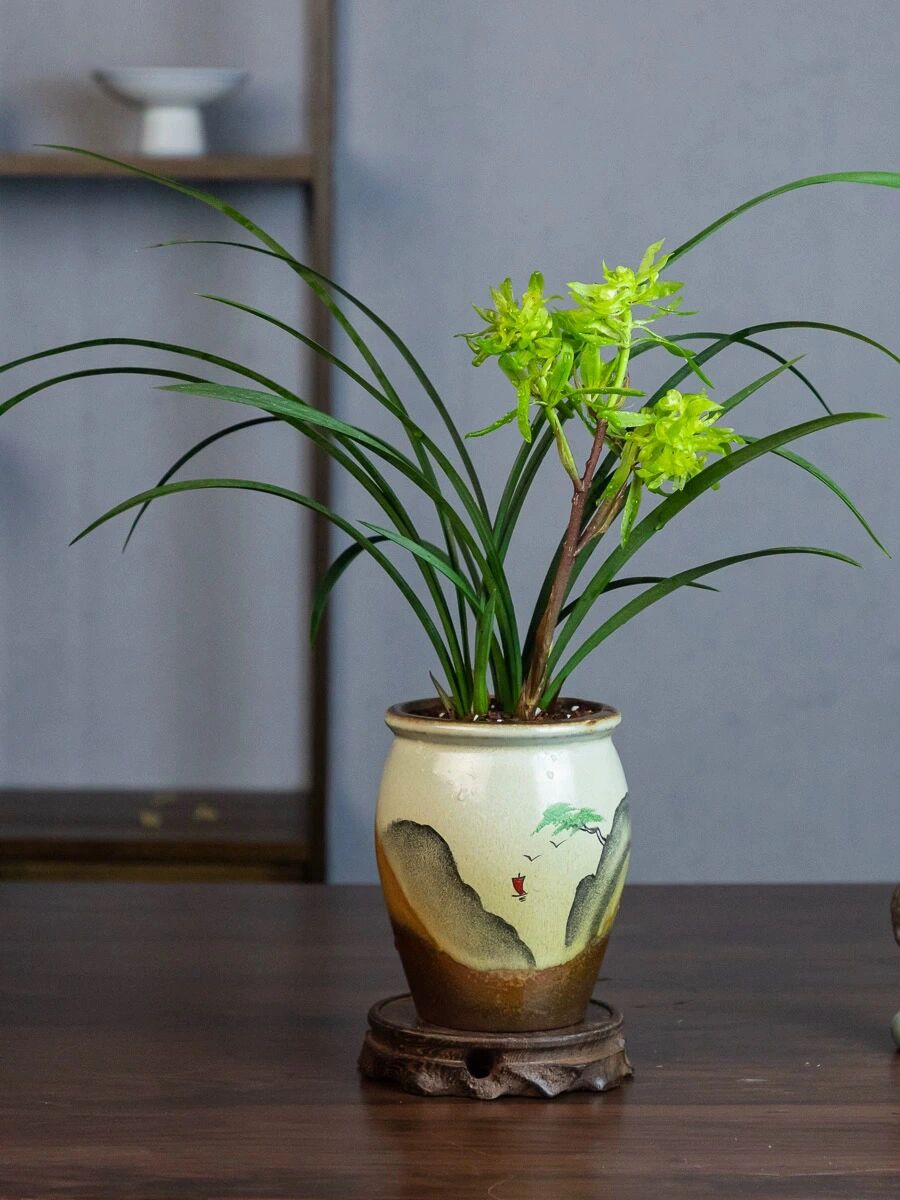 兰花| 花开富贵