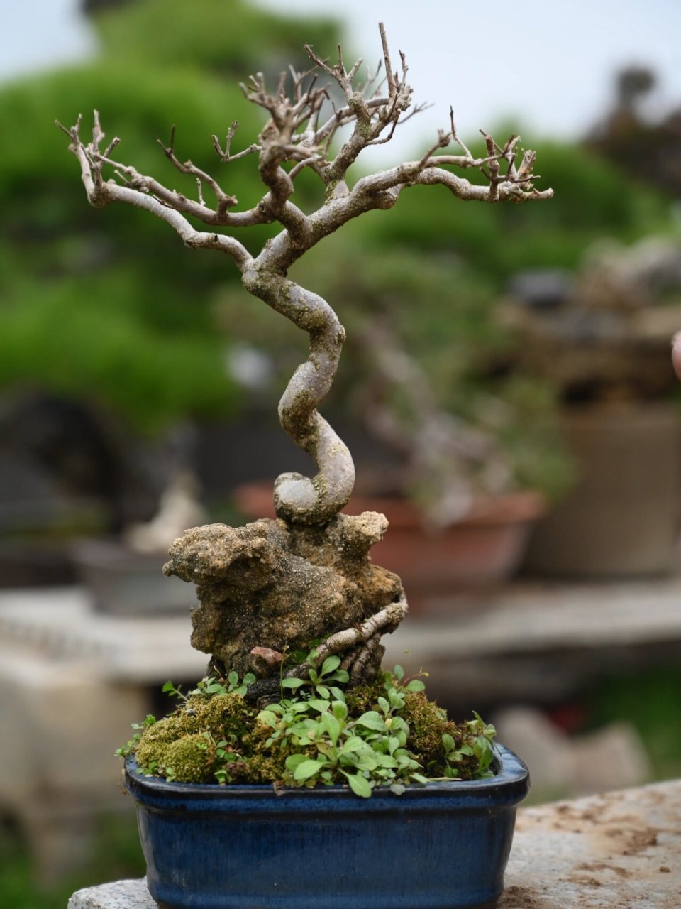 紫玉石榴的挂果落叶对比 有年功的紫玉石榴盆景,紫玉石榴盆景属于石榴