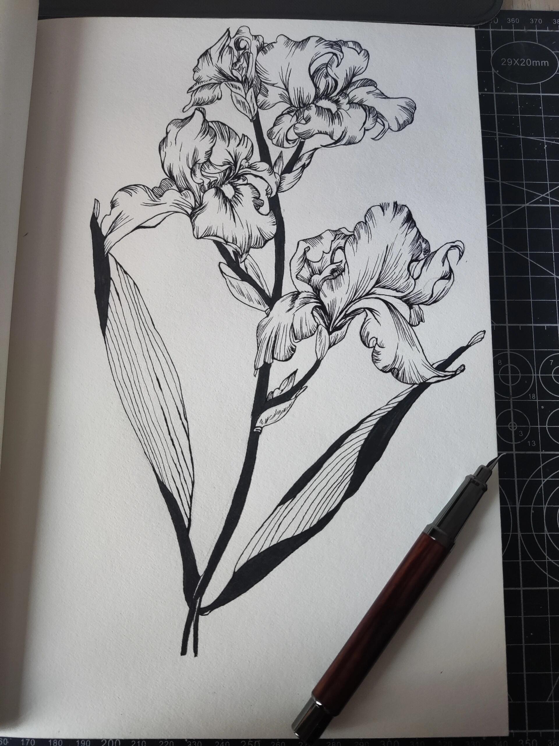 香根鸢尾-(15/100) 今天终于降温了