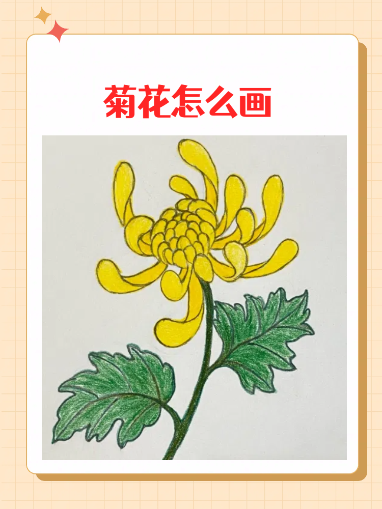 菊花怎么画