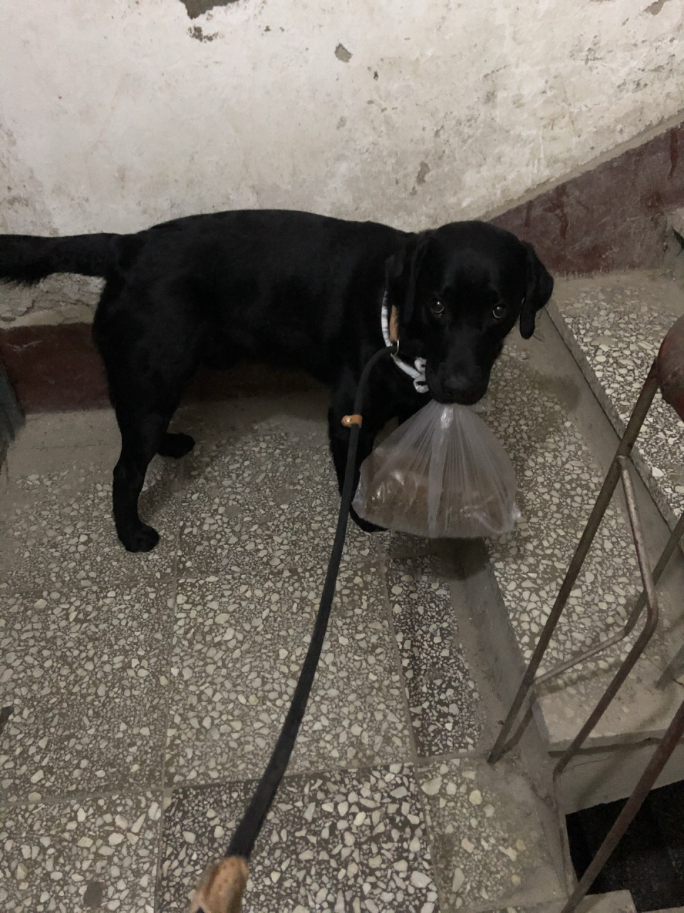 拉布拉多是一种工作犬也是寻回犬, 跟西伯利亚雪撬犬和金毛寻回犬并列