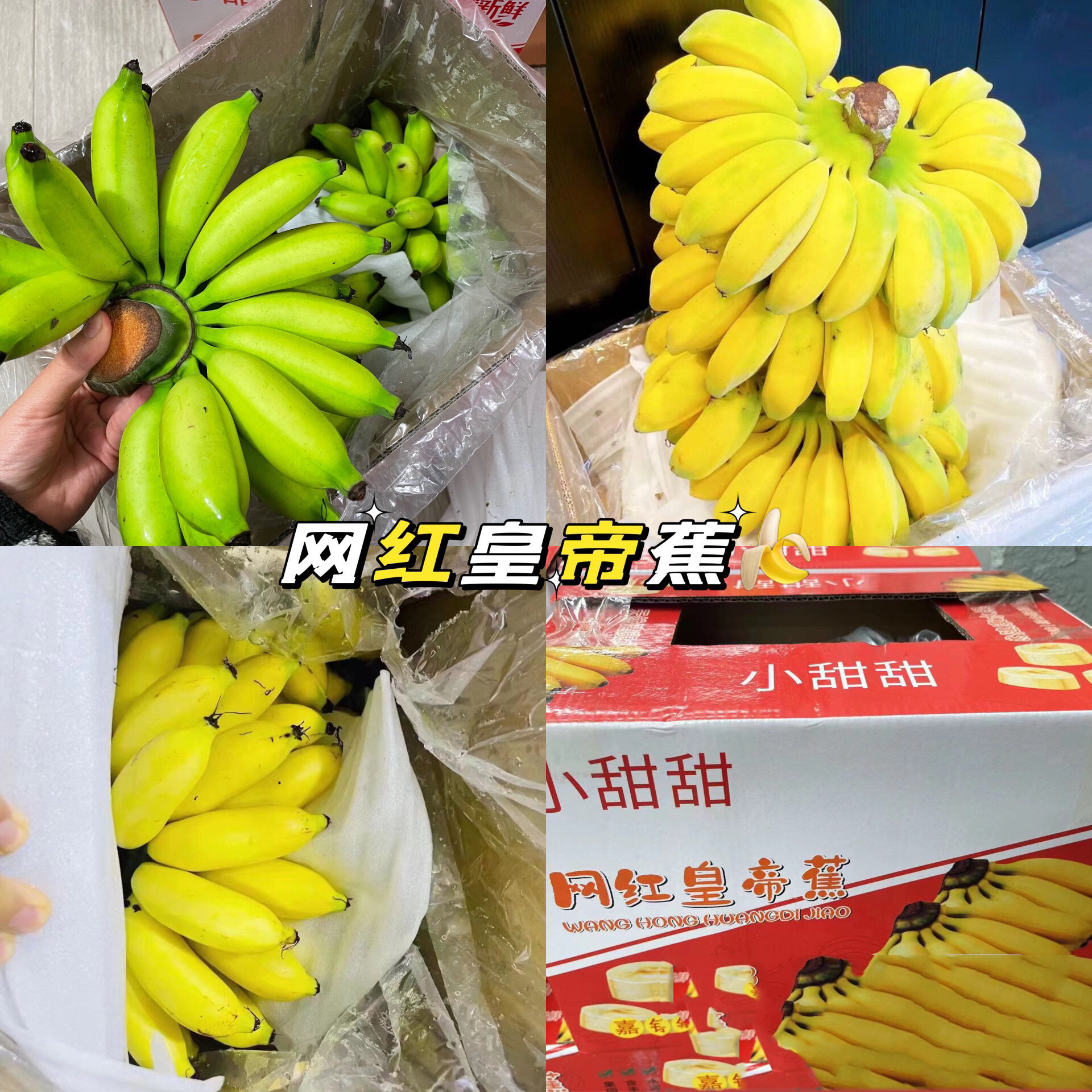 94【皇帝蕉】—皇帝蕉别名泰国蕉 是古人向皇帝进贡的一种水果 因此