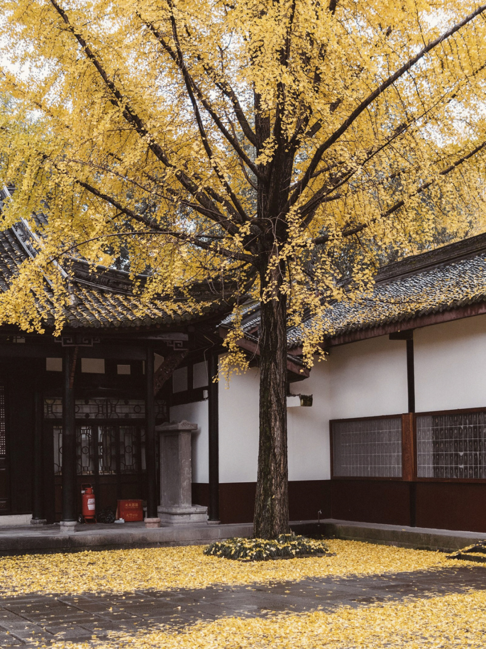 文殊院的银杏不错哦 #成都银杏