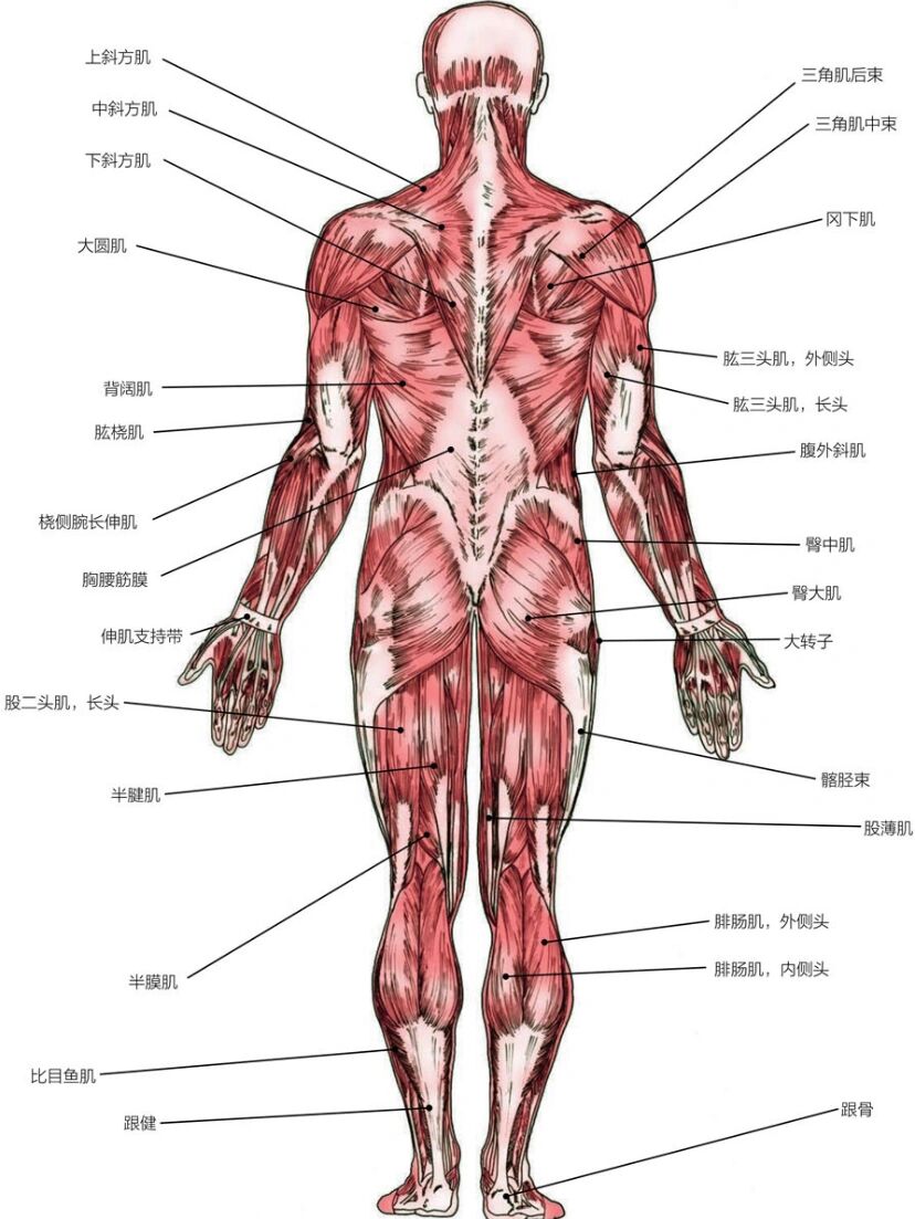 老师 收藏  96肌肉在人的身体中分布很广泛