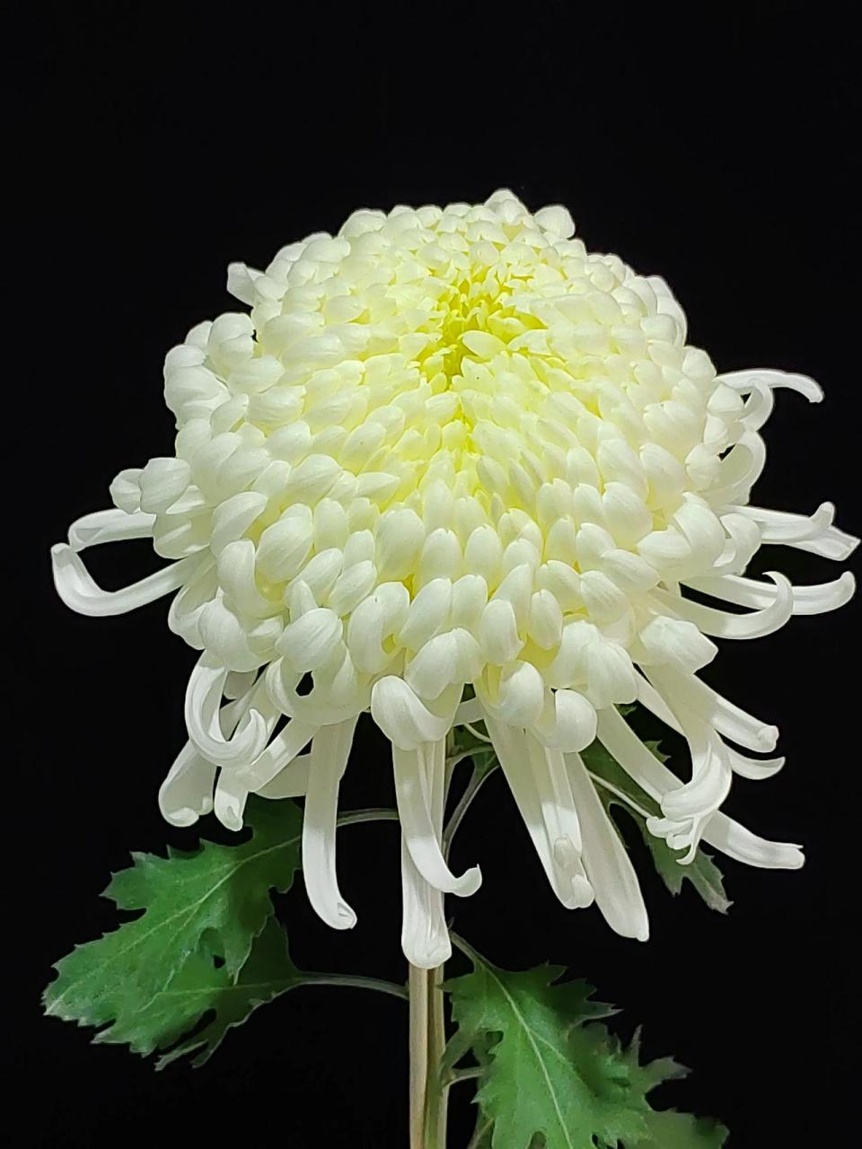 来一组漂亮的白菊花.