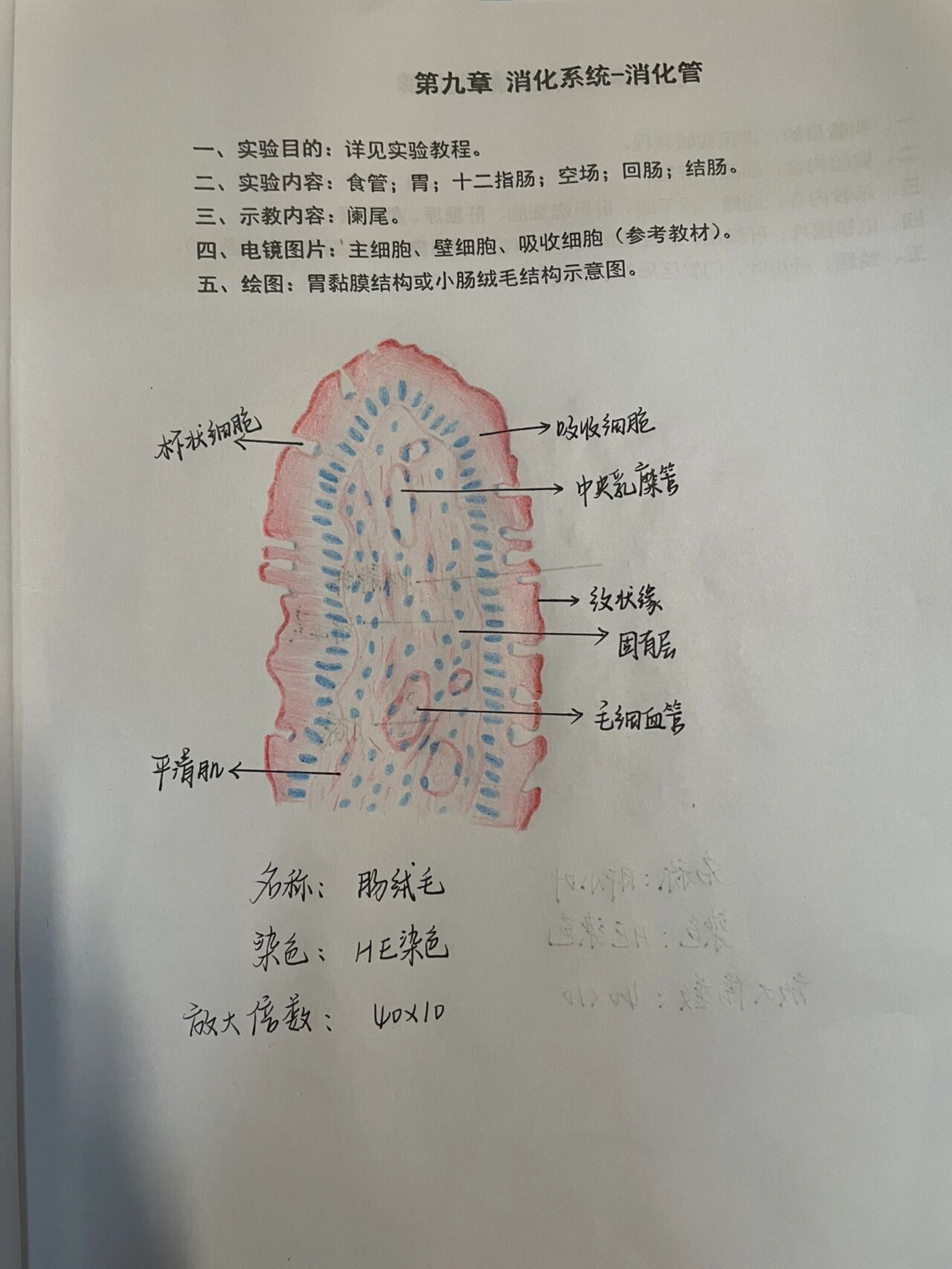 小肠绒毛结构图手画图片