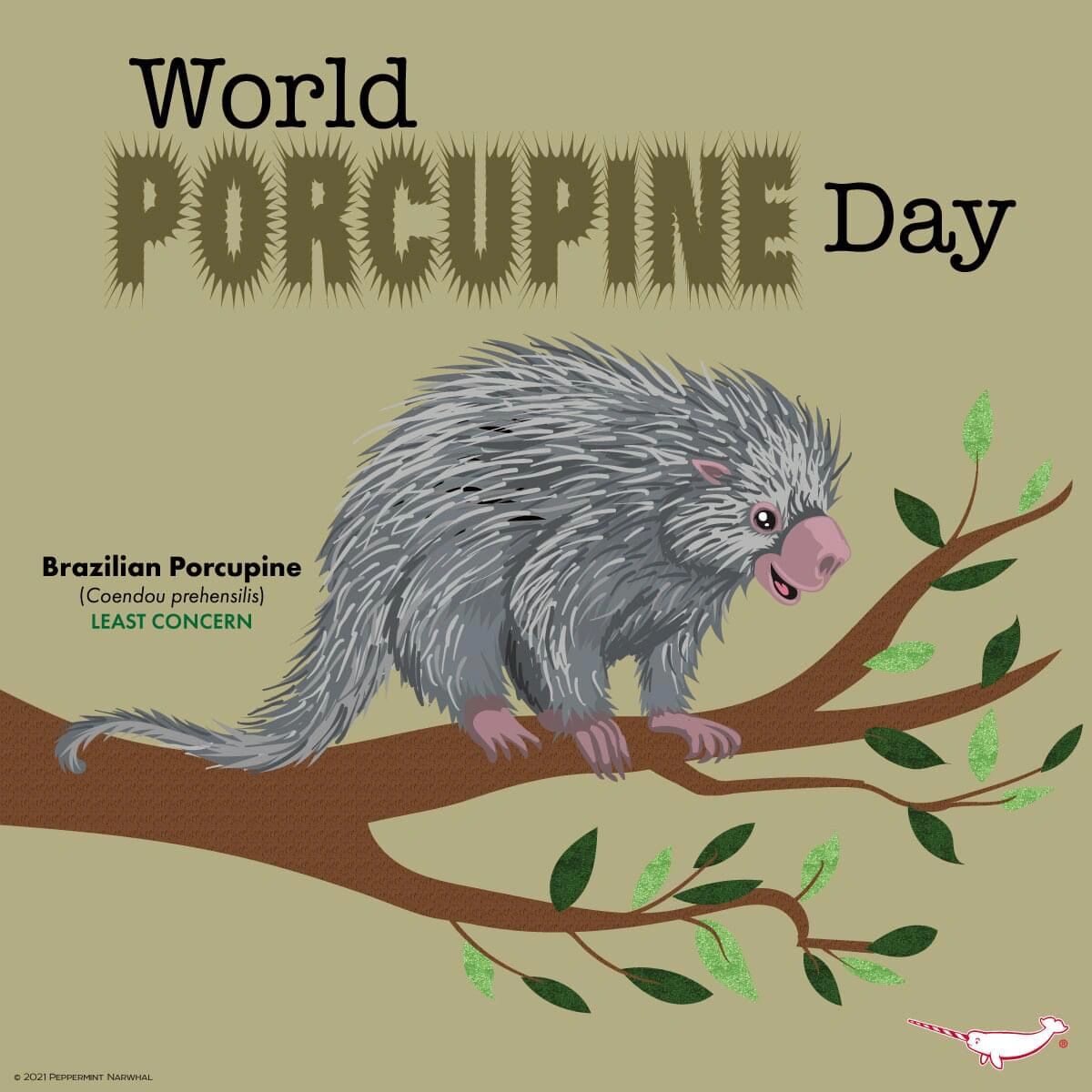 new world porcupine 美洲豪猪 是 erethizontidae 美洲豪猪科动物的