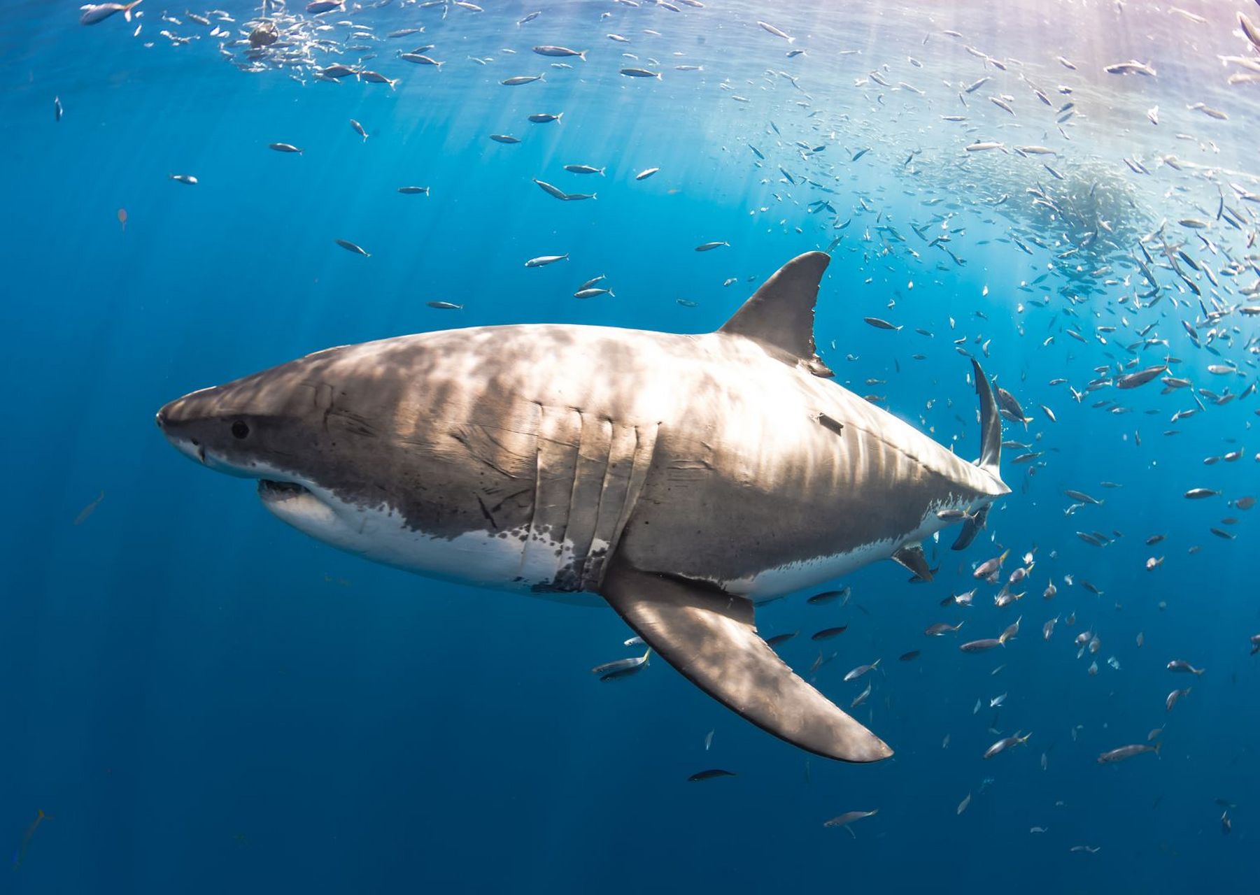大白鲨图片 噬人鲨是鼠鲨目鼠鲨科噬人鲨属鱼类,又名食人鲨,食人鲛,大