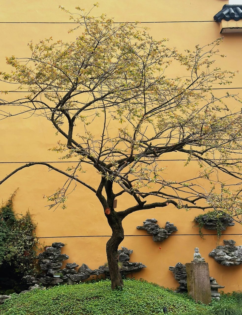 宁波西林禅寺,地方不大,却很好待很好拍 越来越喜欢逛寺庙了,环境幽静