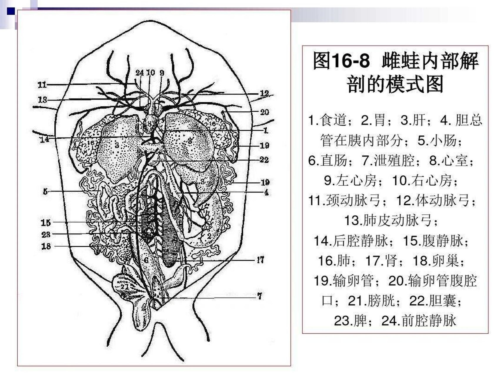 解刨学 骨按形态可分为:长骨,短骨,扁骨,不规则骨解剖学重点 	 骨按形