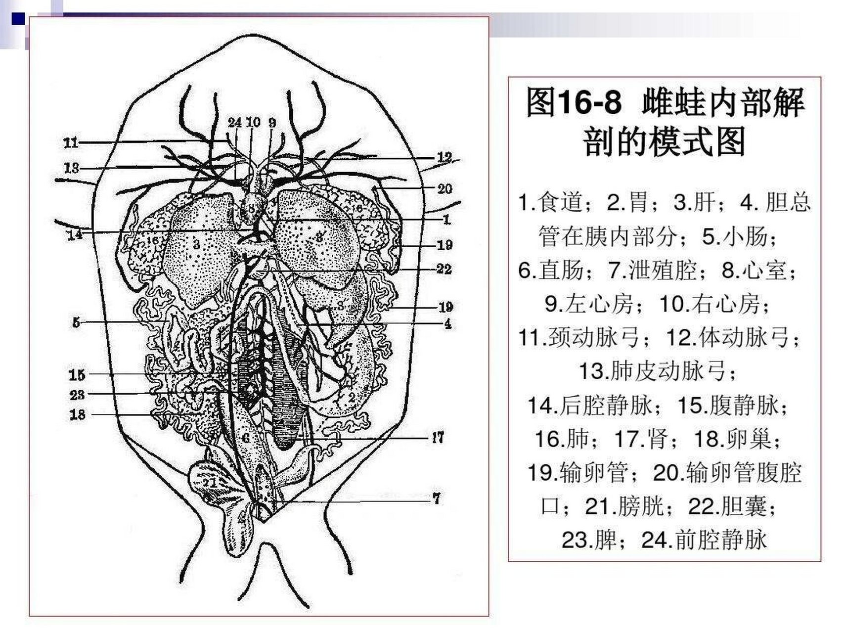 长骨 短骨图片