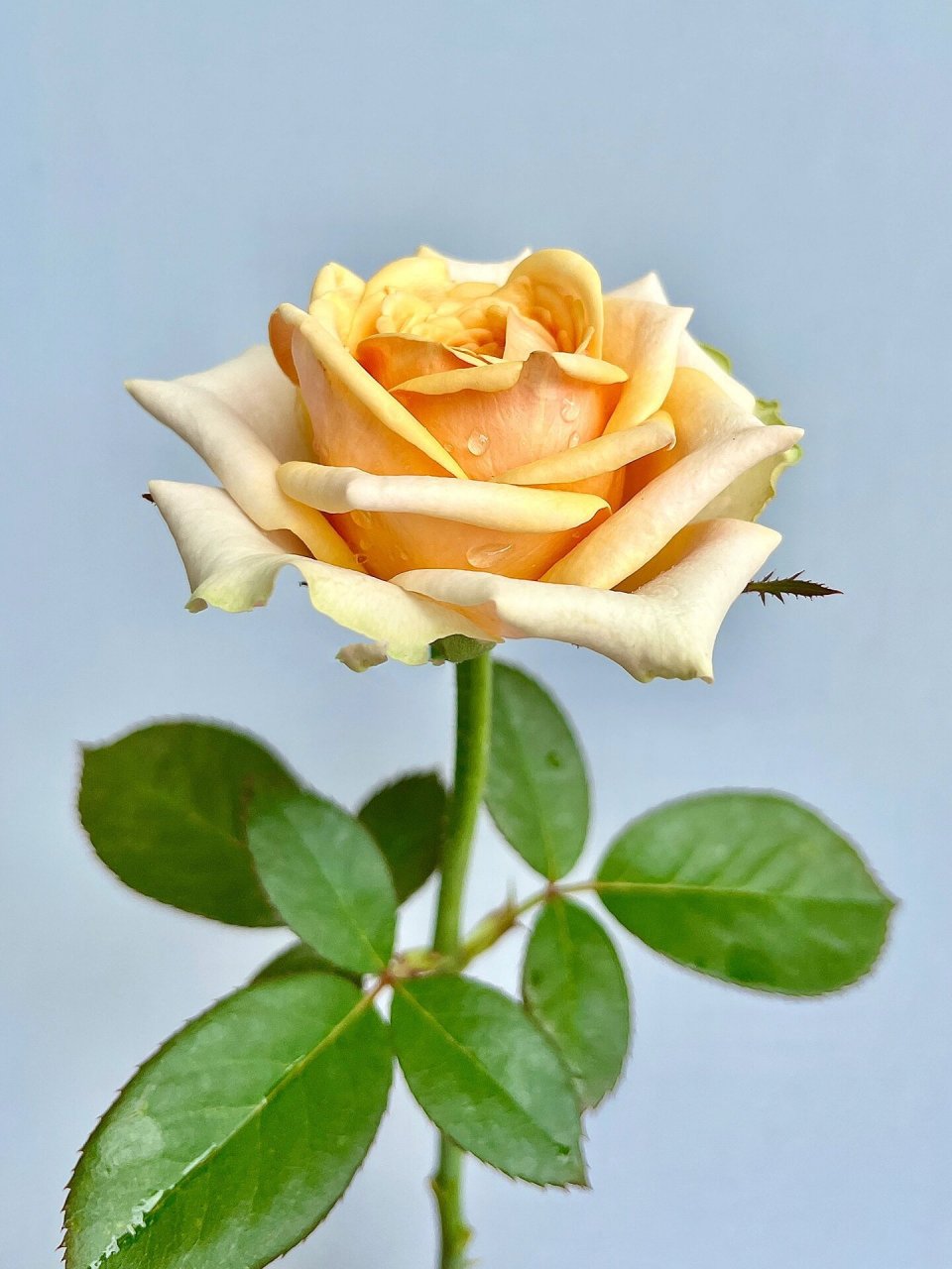 广东月季-迪威娜.