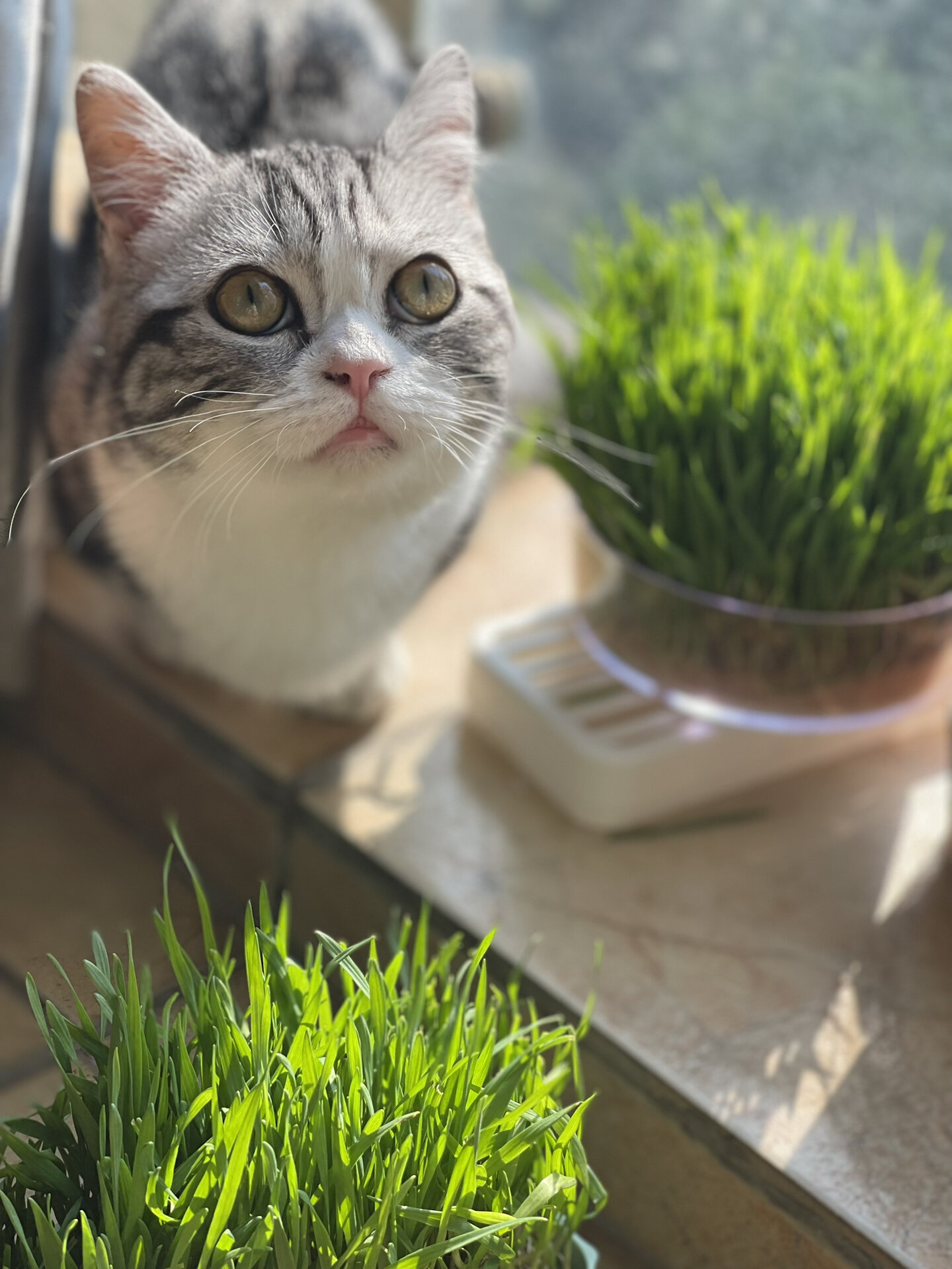 我的美短起司矮脚小猫猫长大啦,六个月的帅