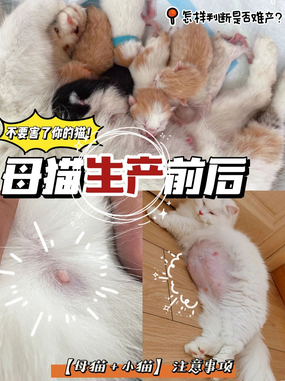 【母猫生产注意】不要害了你猫7575 怀孕迹象 1.