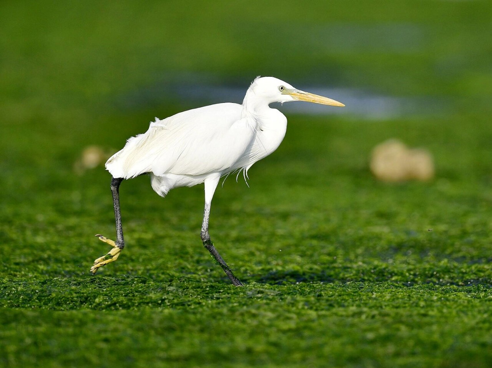 黄嘴白鹭是国家一级保护动物 黄嘴白鹭(学名:egretta eulophotes),也