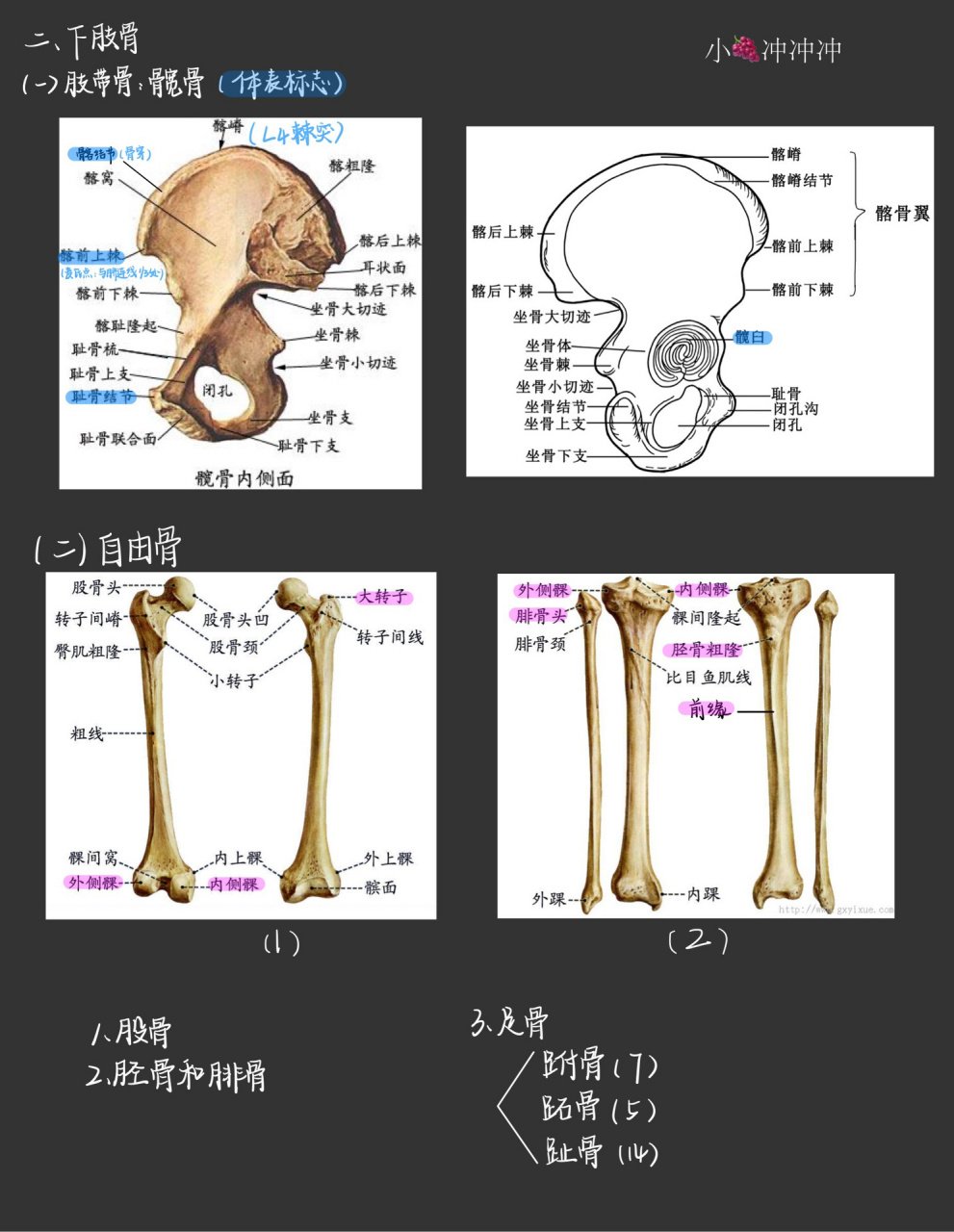 霍琨教授 系统解剖学笔记 day8 骨学下肢骨