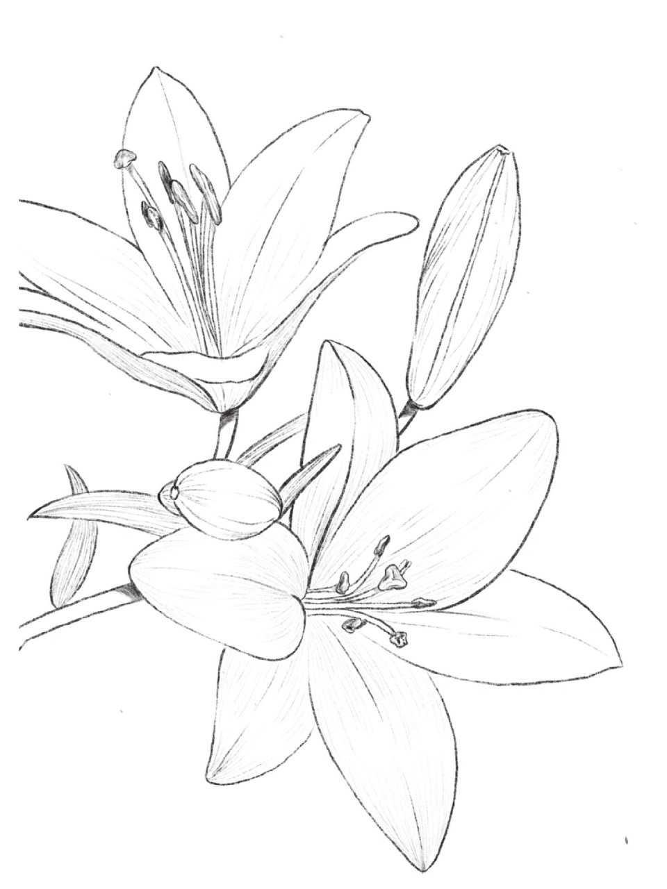 百合花线描|超详细步骤|照片写生 最近迷上了花卉植物,真的超爱百合花