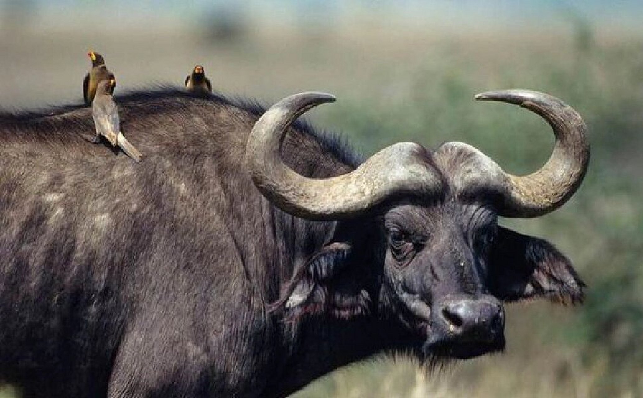 非洲水牛脾气很暴躁,攻击性强,是大型食肉动物都不敢轻易招惹的非洲