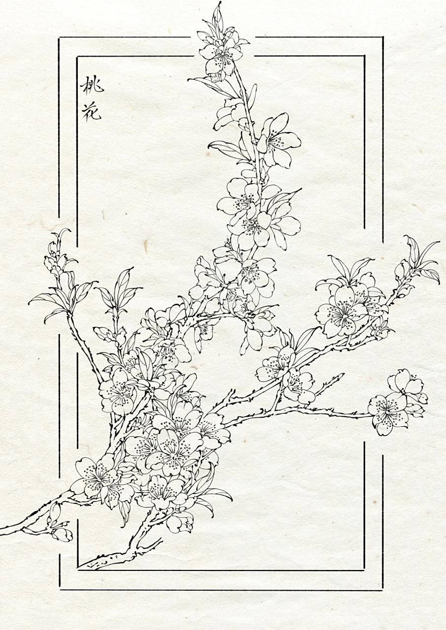 白描工笔画线稿(100/13) 桃 花 坞 里 桃 花 庵 , 桃 花 庵 下 桃 花