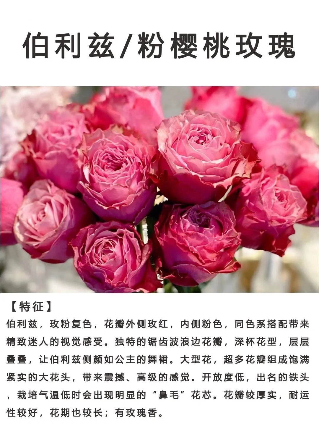 day120|每日识一花|伯利兹/粉樱桃玫瑰 伯利兹玫瑰,又叫粉橙,粉樱桃