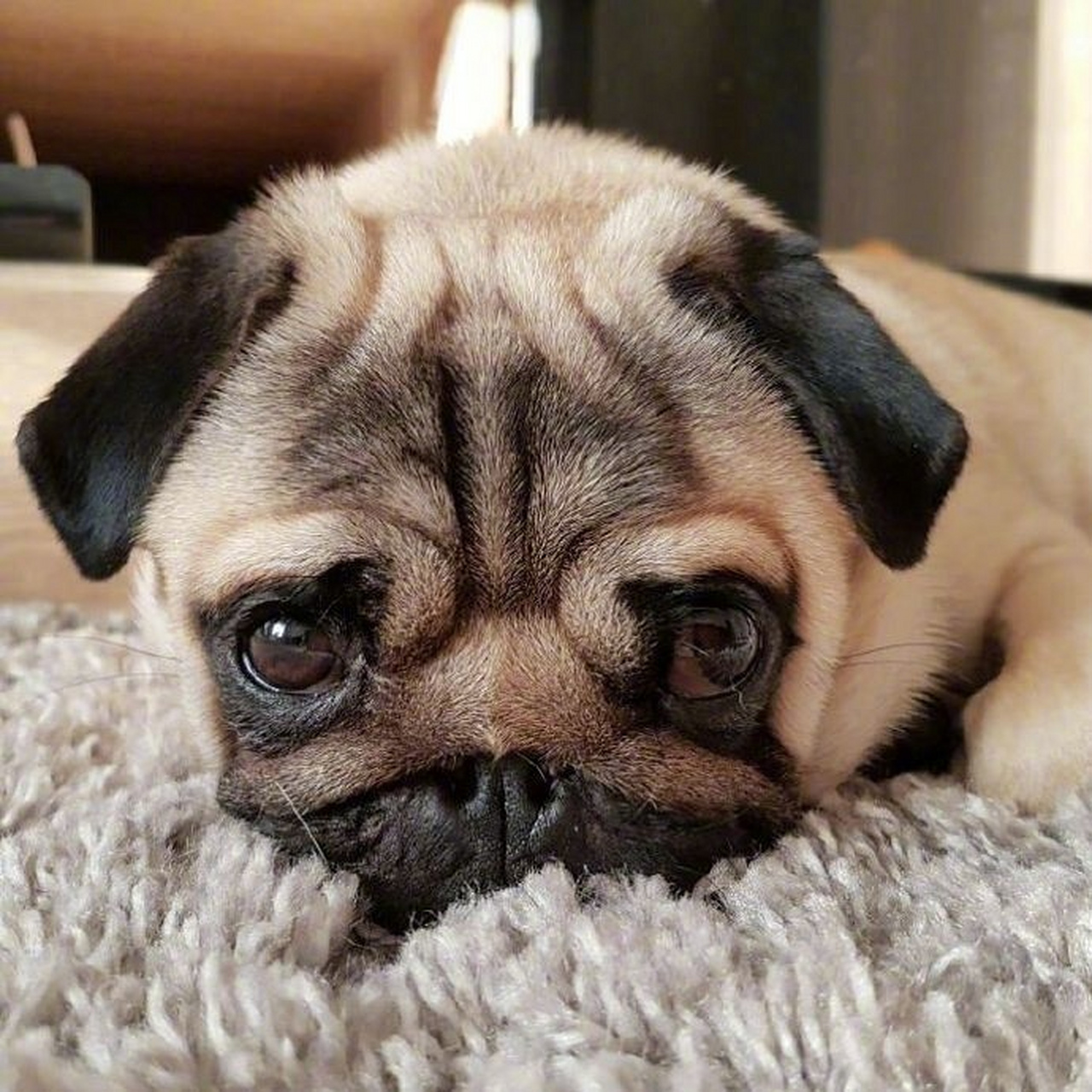 一只看起来总是很难过很丧的狗狗,感觉委屈的要哭出来了