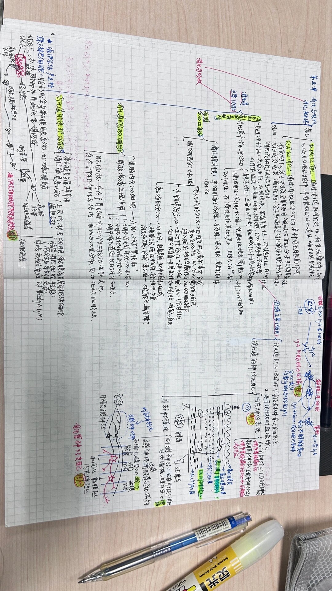 学习打卡 生理学 消化与吸收 思维导图 笔记