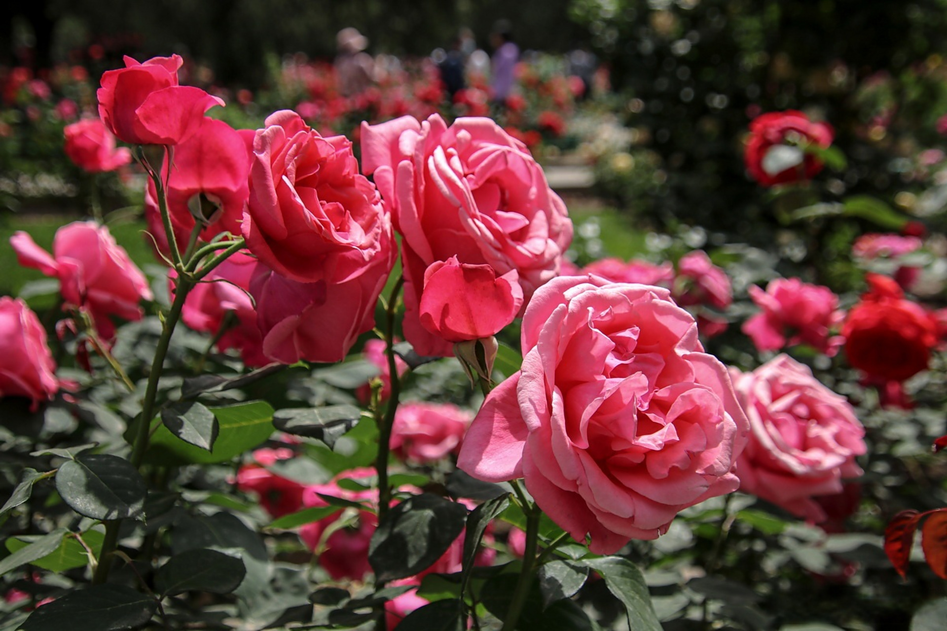 北京月季花开治愈你的夏天# 初夏已至,北京天坛公园的月季花含笑绽放