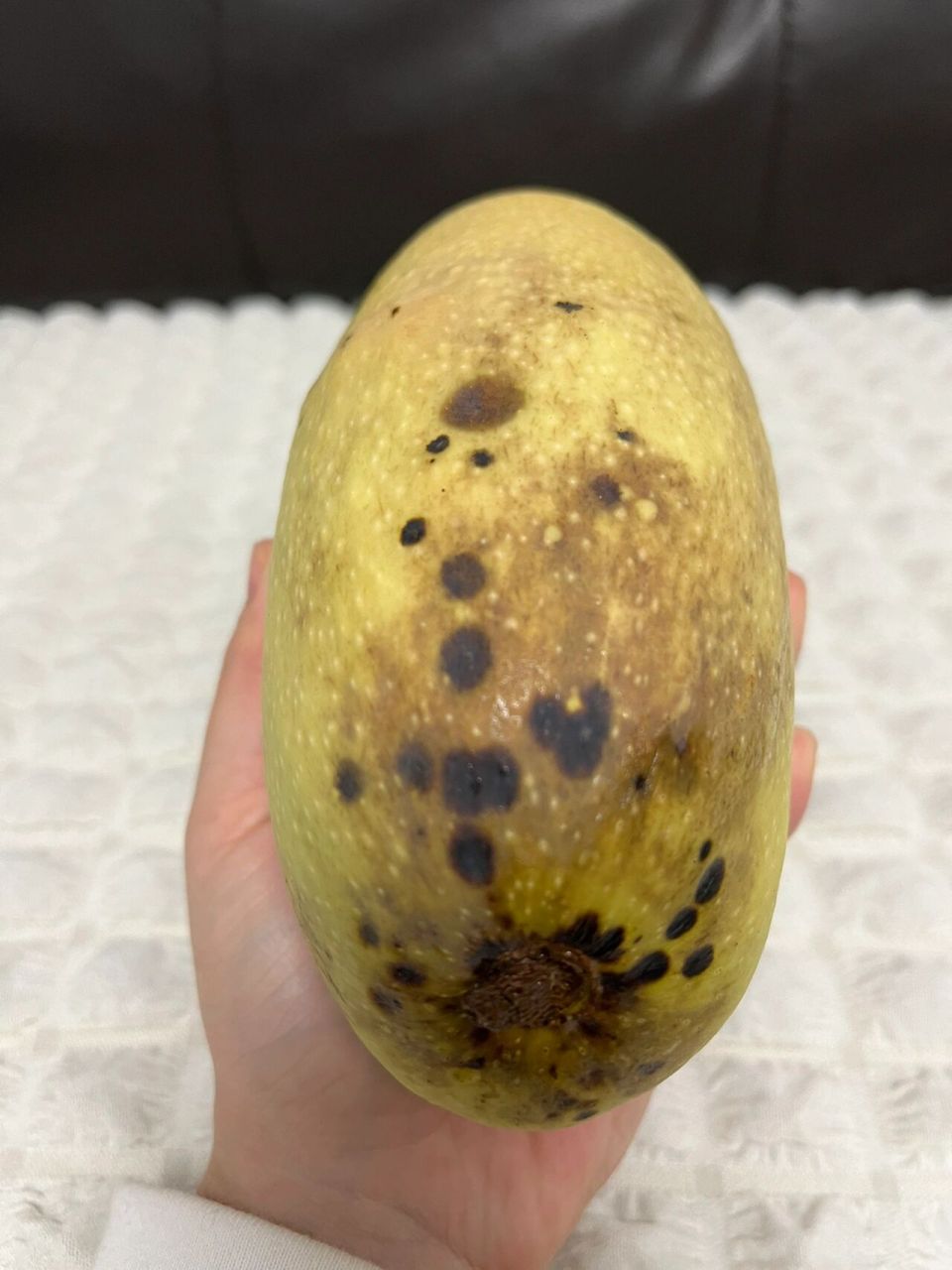 芒果是怎么做到又没熟又烂掉的 在我印象中水果都是熟透了才会烂的