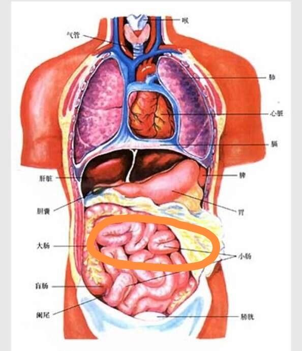我才知道原来小肠在肚脐眼的四周