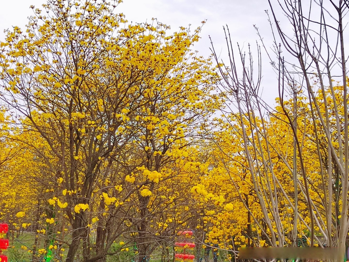黄花风铃木又名黄花风铃树,黄丝风铃木,伊蓓树.