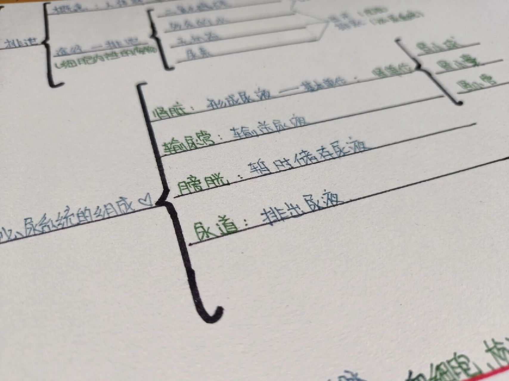 七年级下册北师大第十一章思维导图 人体内废物的排出思维导图93