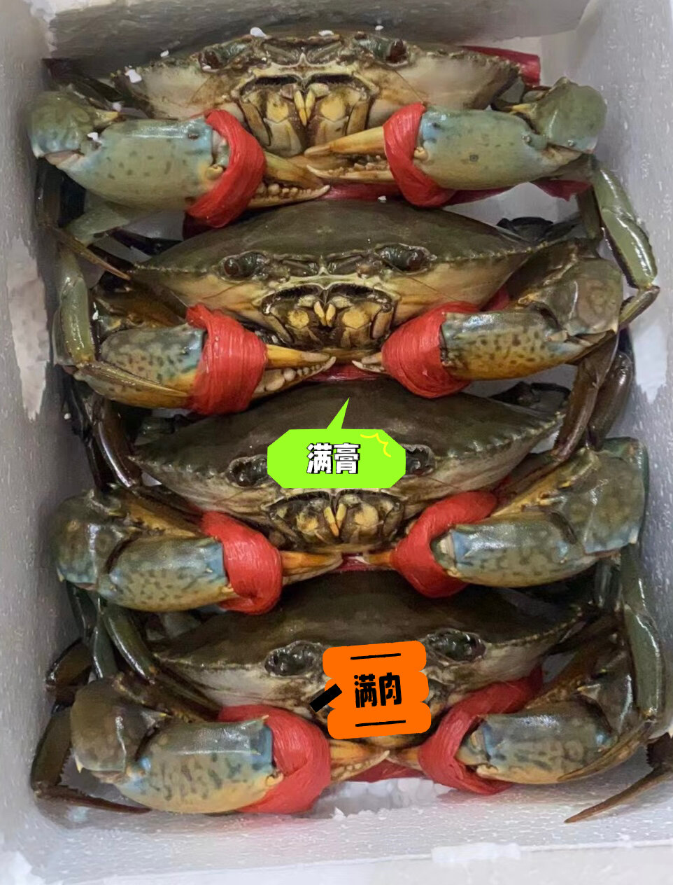 膏蟹青蟹特大超大红鲟 青蟹红鲟蟹肉蟹 红膏蟹红鲟 大螃蟹海蟹 只卖