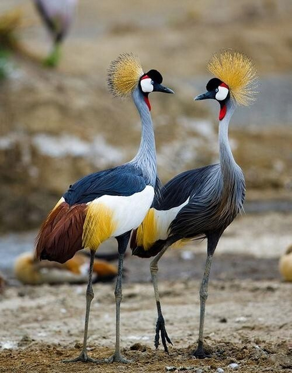 动物图片绘画素材整理分享(灰冠鹤)