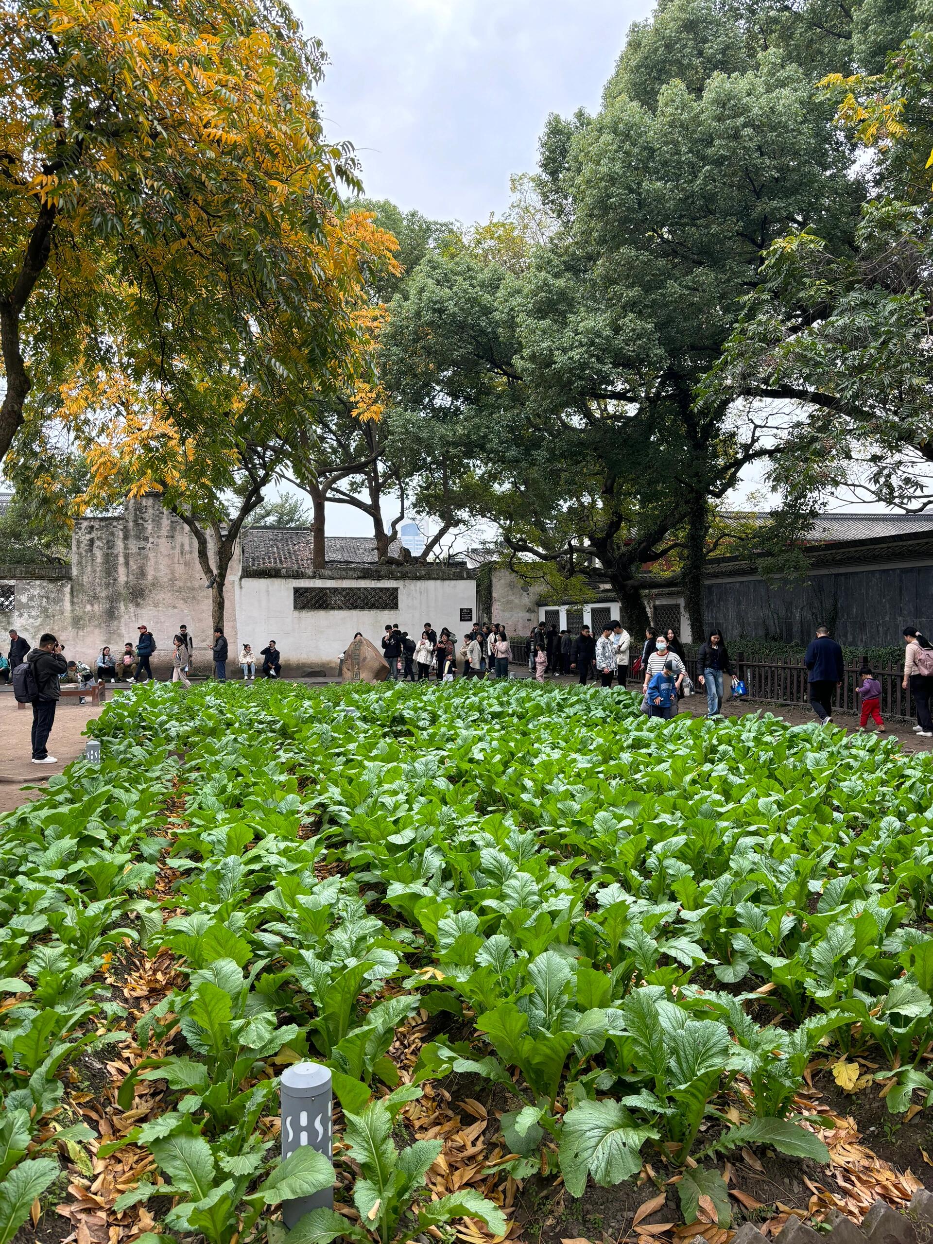 绍兴鲁迅故里-百草园
