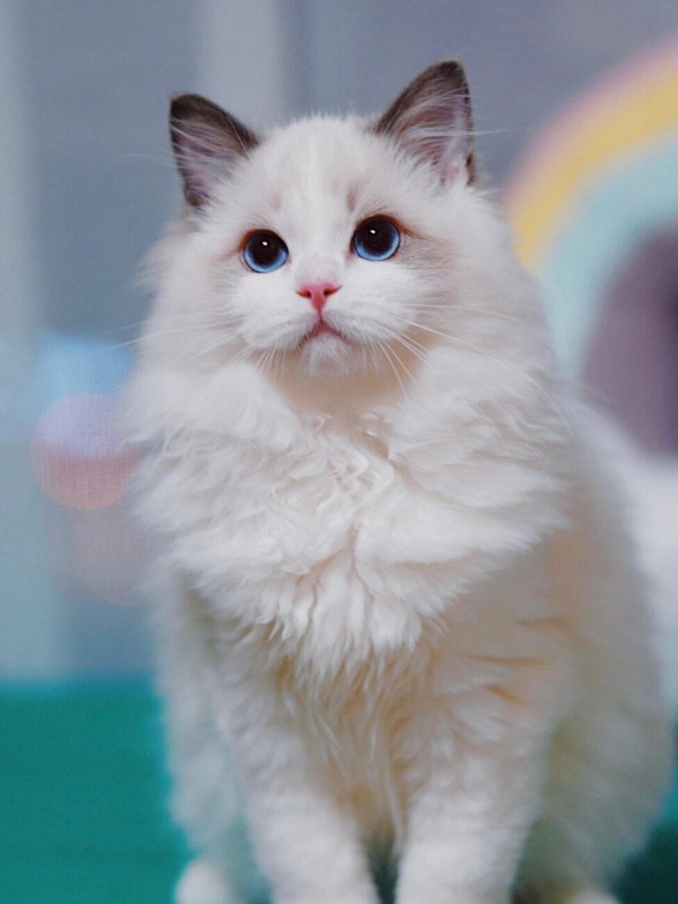 找新家|46615只颜值爆表的布偶猫93找家长啦06 96四只小