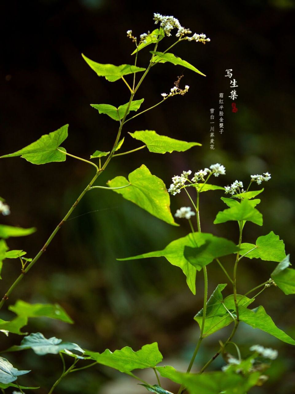 金荞麦叶子图片图片