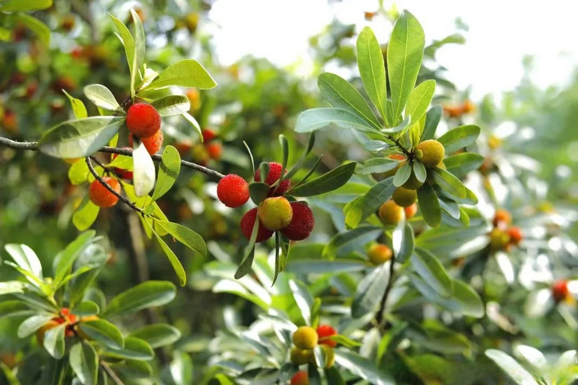 腾冲旅游# 【腾冲鸵鸟庄园邀你"梅"好端午,酷爽一"夏"】"六月杨梅已