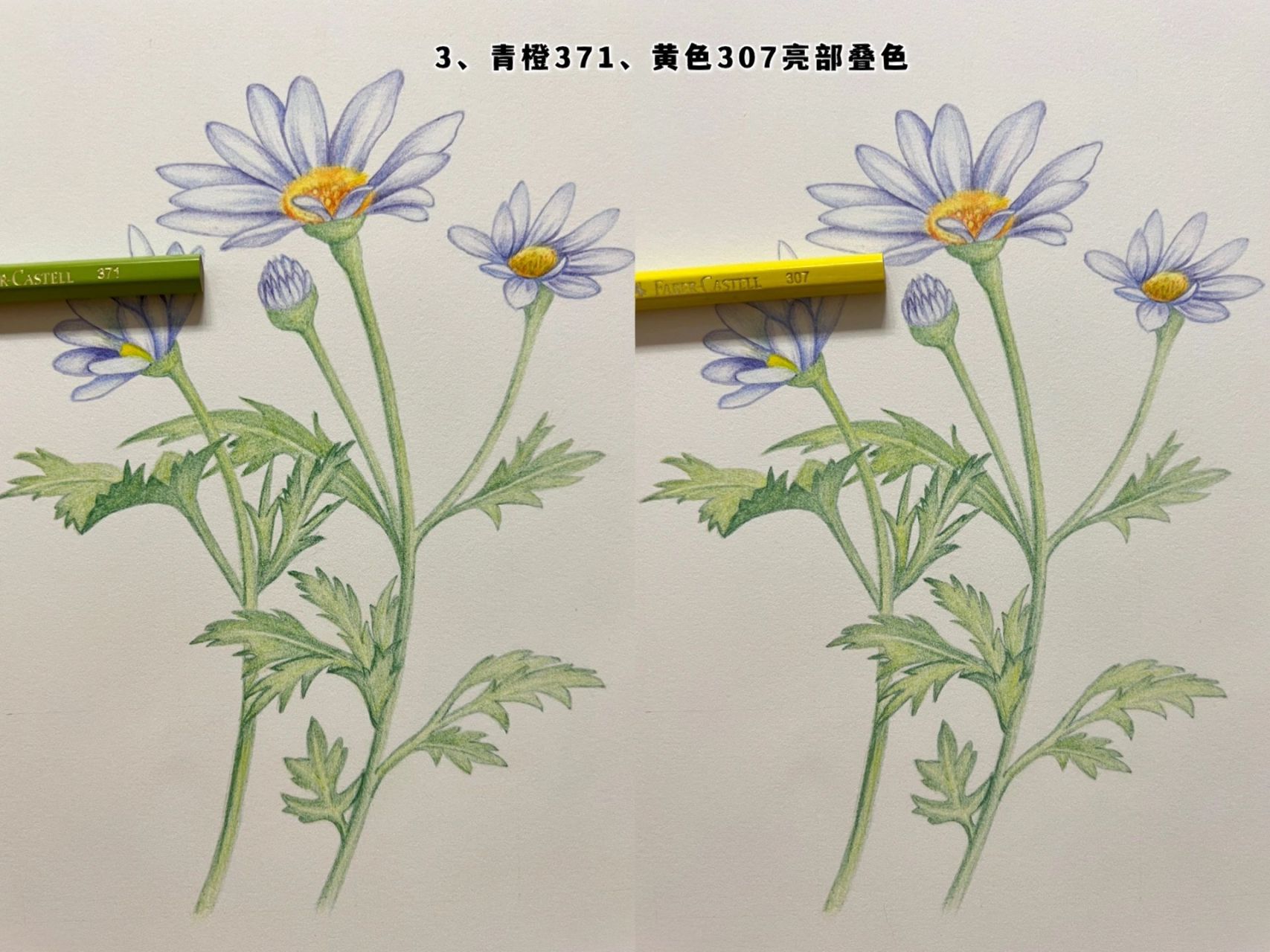 彩铅花卉——小雏菊,附步骤图 临摹飞乐鸟《典藏花之绘》 花语:天真
