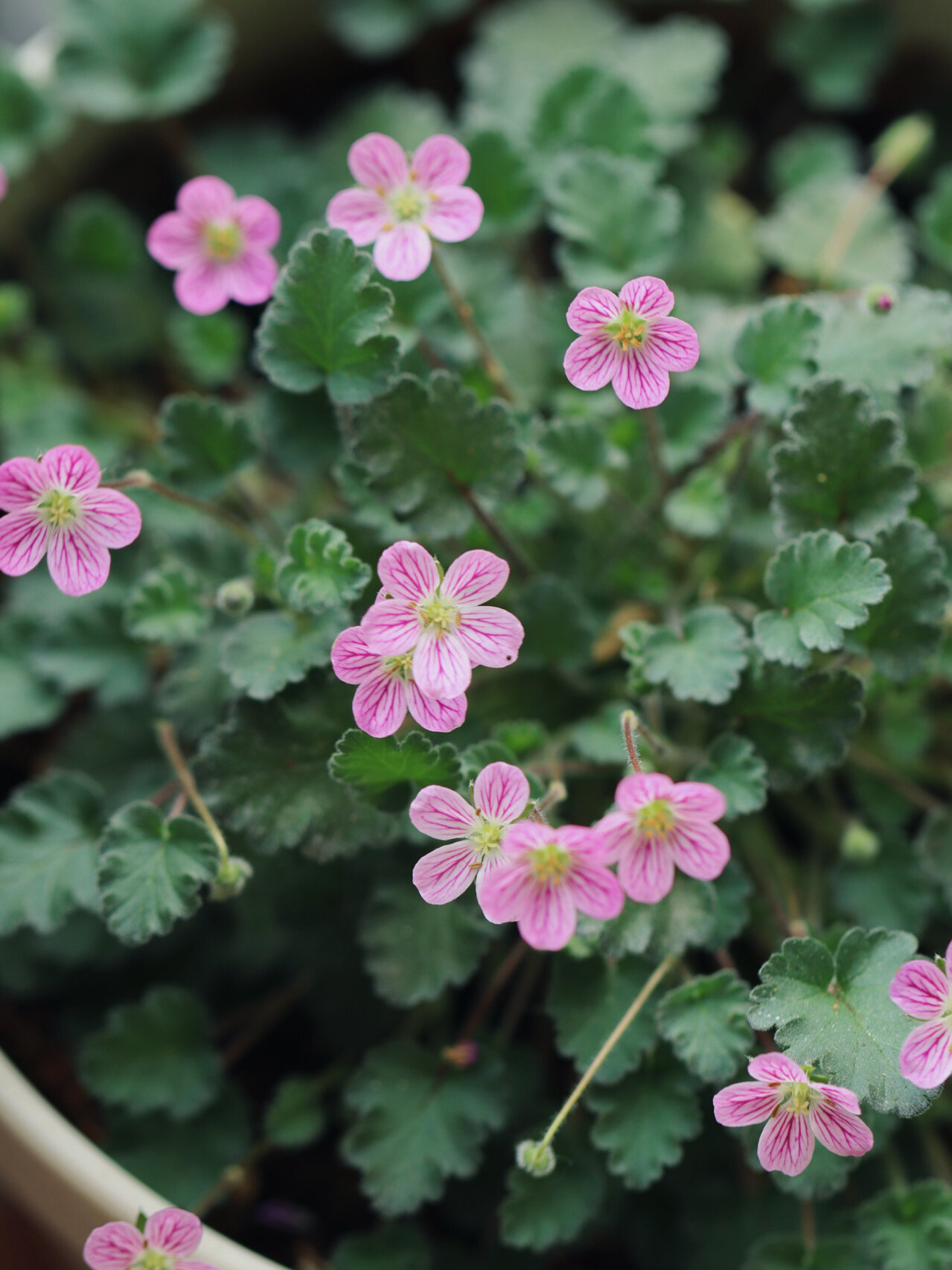 姬风露草,乖萌小玫花