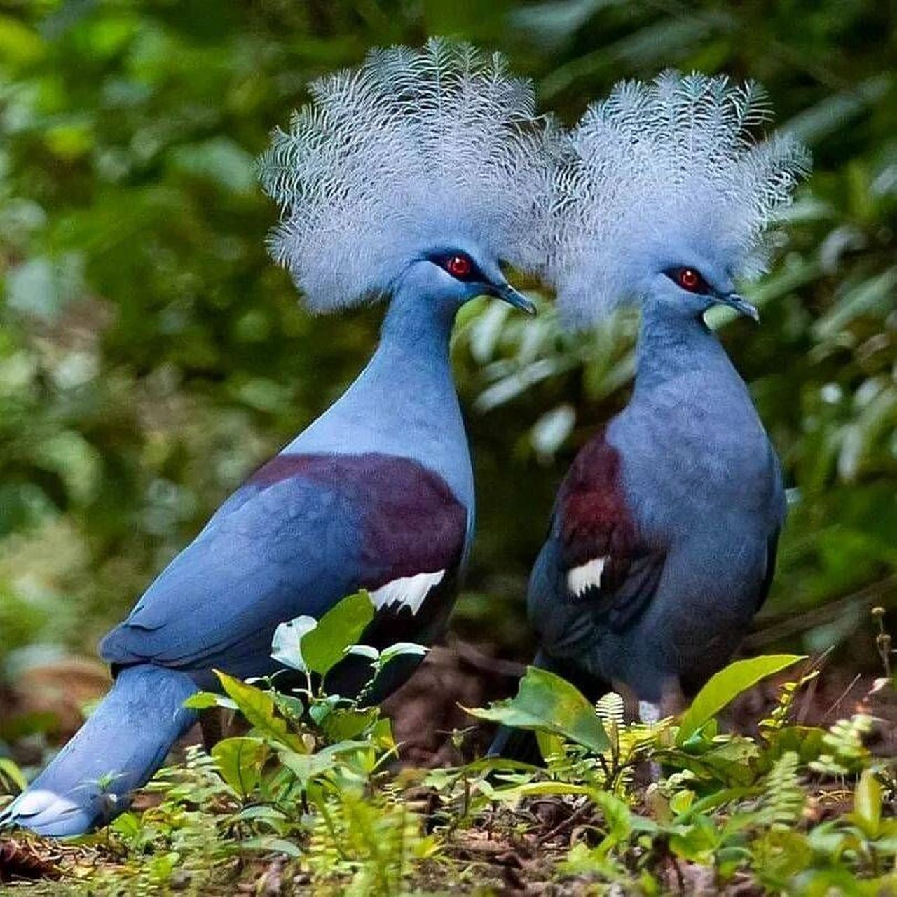 蓝凤冠鸠 #保护动物# #鸟类# #观鸟# #蓝凤冠鸠