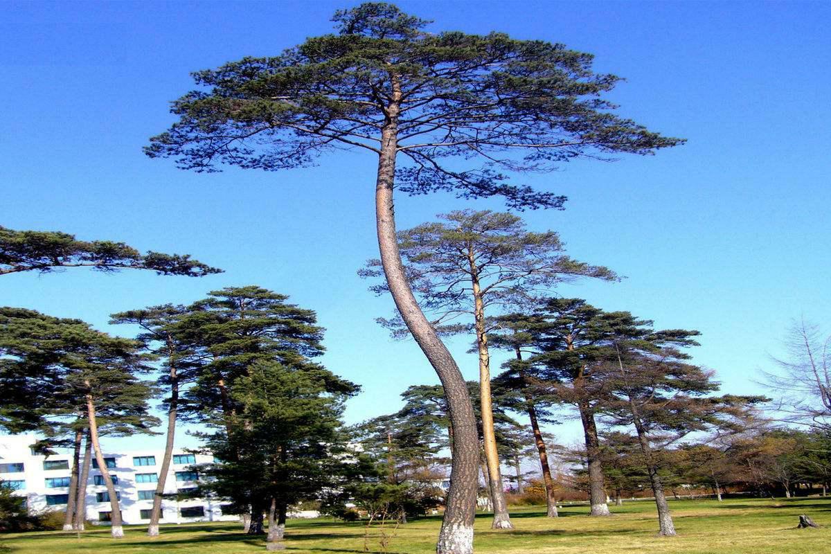 长白山区特有珍稀濒危树种长白松